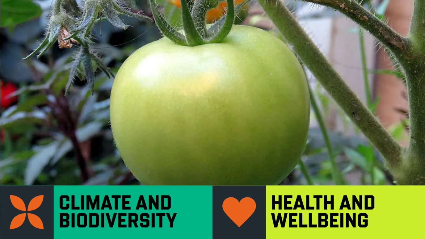Close up of green tomato growing on vine - ‘Health and Wellbeing’ &  ‘Climate and Biodiversity’ Research strength graphic banner