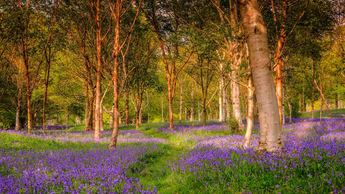 Bluebells, Wakehurst - Jim Holden.jpg (1)