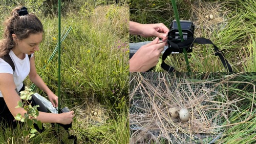 Installing the artificial nests and camera traps