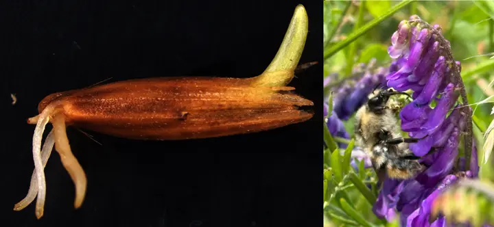 Bio Sci Seed and Bumblebee