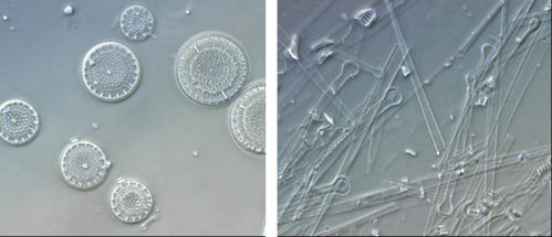 Image of Diatoms frustules