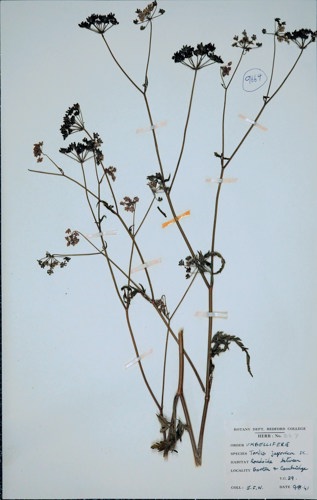 Japanese hedge parsley by E.F. Warburg 1941