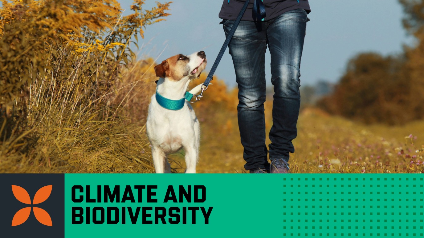 Dog walking Chobham Common Research Hero (2) - Royal Holloway Areas of Strength icon 'climate & biodiversity' Getty 853743688