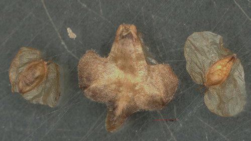 Image of seeds