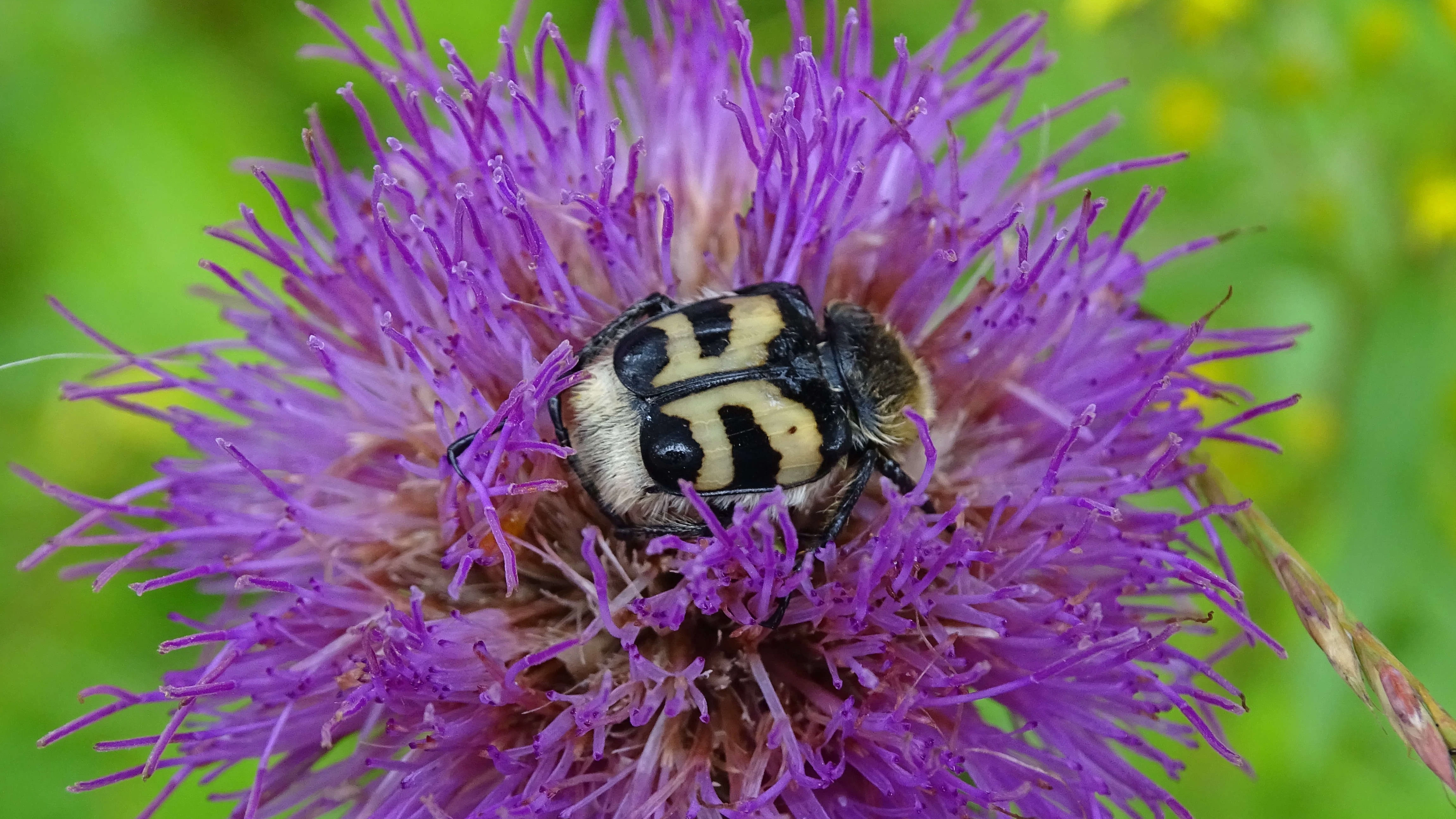 Bee Beetle On Melancholy Thistle In Finland