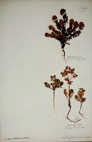 Portland spurge by Rev RP Murray 1883 & Fanny V Livett 1888
