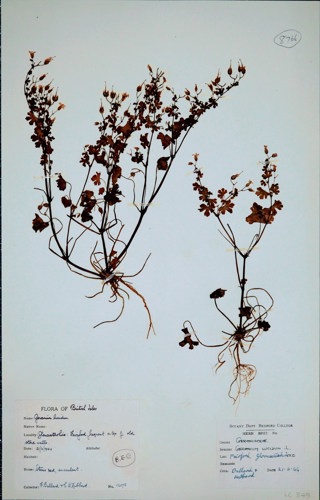 Shining Crane's-bill By F Ballard & CE Hubbard 1944