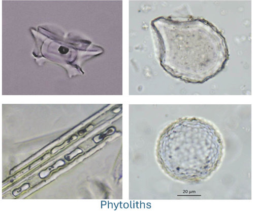 Image of Phytoliths