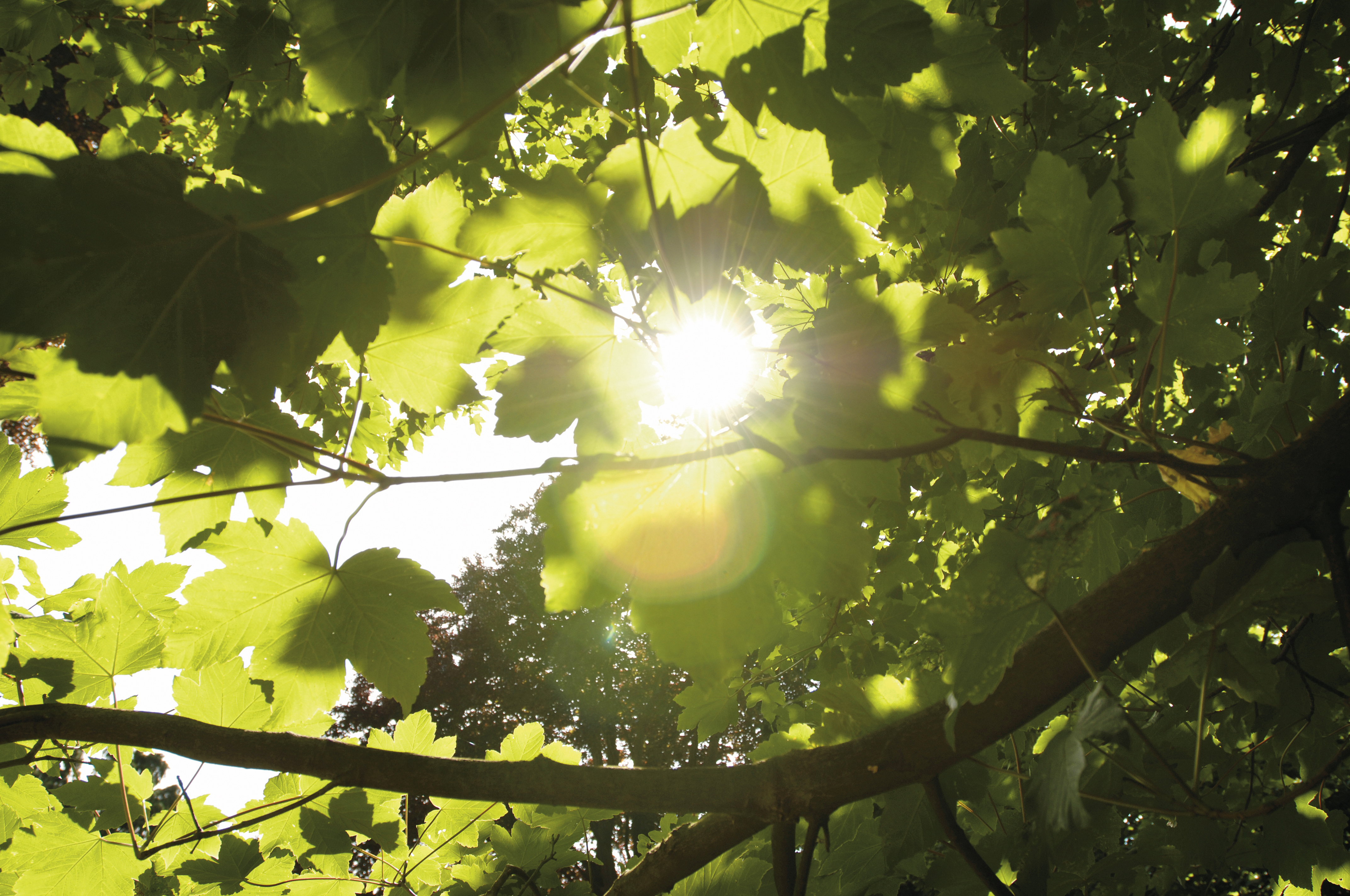 Campus Grounds 86 (1) (2)